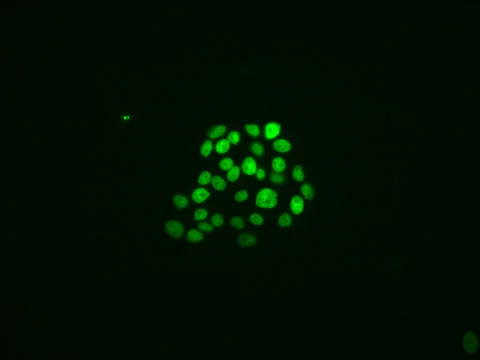 Human Cell Culture Stock Footage 64799630