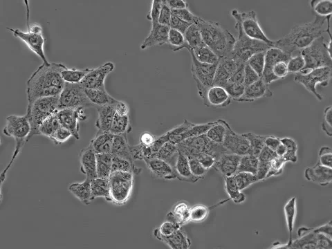 Human Cell Culture Stock Footage 64799634