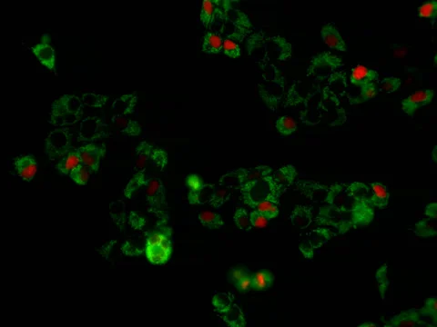 Human Cell Culture Stock Footage 64799636