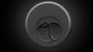 Human Cell Division Timelapse Stock Footage
