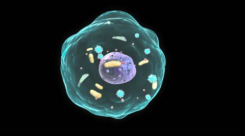 Human cell Stock Footage 40341623