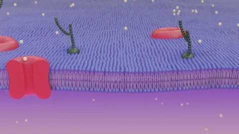 Human cell membrane in red and blue showing transmembrane proteins. 3d animation Stock Footage 114579308