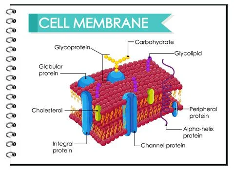 Human cell membrane structure Stock Illustration