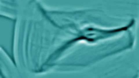 Human cell mitosis, dividing. Initial state of embryo in pregnancy Stock Footage 108556662