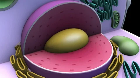 Human CELL-Nucleus Stock-Footage 89791758