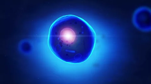 Human cell with nuscleus animation | Stock Video | Pond5 Human cell with nuscleus animation | Stock Video | Pond5