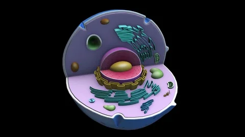 Human cell rotation | Stock Video | Pond5