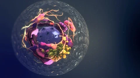Human cell showing membrane, nucleus, mitochondria and other parts Stock Footage 97471189