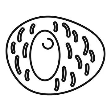 Human cell structure showing nucleus mitochondria organelles Stock Illustration