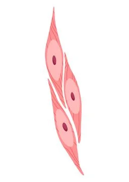 Human cell type icon. Medicine and biology illustrative symbol. Health, anatomy Stock Illustration
