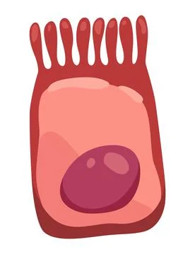 Human cell type icon. Medicine and biology illustrative symbol. Health, anatomy Stock Illustration