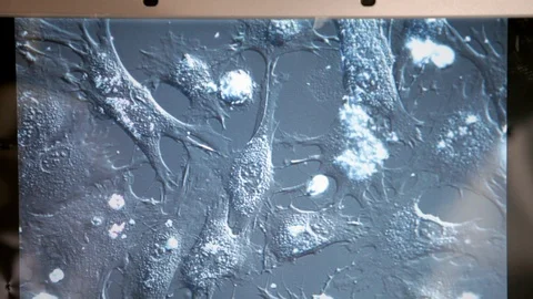 Human cells on display Stock Footage 100269554