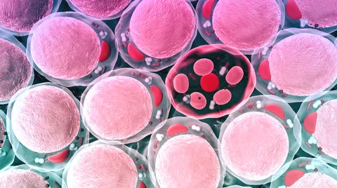 Human cells, fat cell Stock Footage 49491971