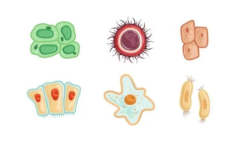 Human Cells as Structural Body Unit with Cytoplasm and Membrane Vector Set Stock Illustration