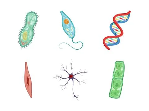 Human Cells as Structural Body Unit with Cytoplasm and Membrane Vector Set Stock Illustration
