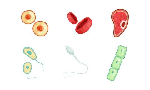 Human Cells as Structural Body Unit with Cytoplasm and Membrane Vector Set Stock Illustration