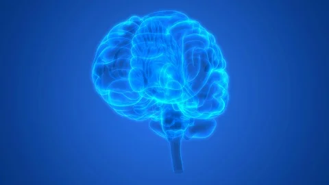 Human Central Nervous System Brain Anatomy 库存影片 115094877