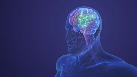 Human Central Nervous System with Brain Anatomy Stock Footage 244216309