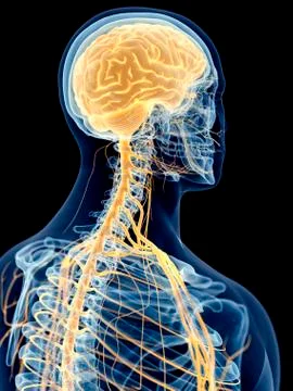 Human cervical nerves Stock Illustration