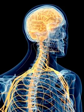 Human cervical nerves Stock Illustration