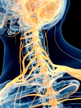 Human cervical nerves Stock Illustration