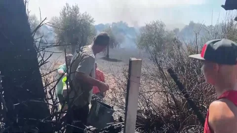 Human chain to save centuries-old olive trees in Portugal, Medelim, PT - 29 Jul  Video stock 313961015