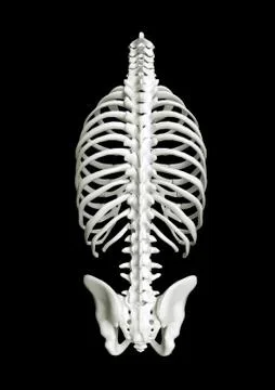 Human chest back view Stock Illustration