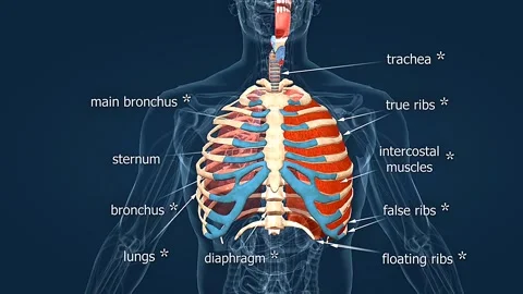 Human chest breathing process Stock Footage 330890026