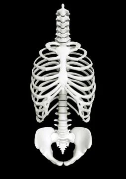 Human chest front view Stock Illustration