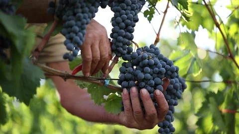 A human chopping a grape fruit from a plant. A shot filmed in a vineyard while h Stock Footage 221720037