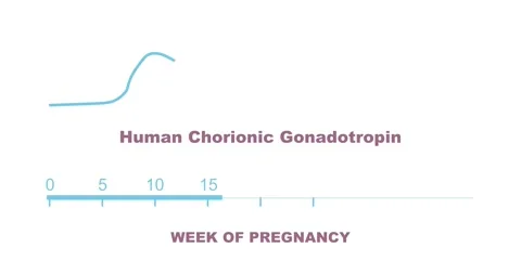 Human chorionic gonadotropin levels graph during pregnancy period Video stock 311300072