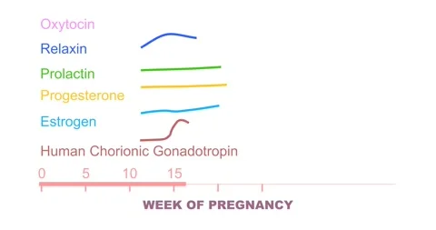 Human chorionic gonadotropin levels graph during pregnancy period Video stock 311607593