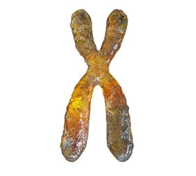 Human chromosome illustration Illustrazione stock