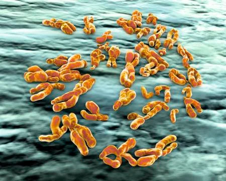 Human Chromosomes, artwork Stock Illustration