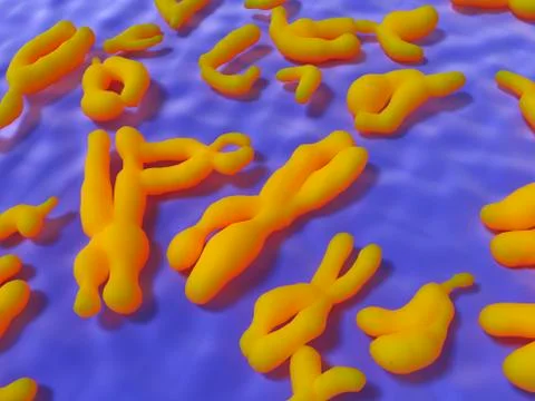 Human Chromosomes, artwork Stock Illustration