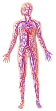 Human circolatory system Stock Illustration