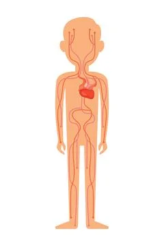 Human circulation system.Vector illustration isolated on white background Stock Illustration