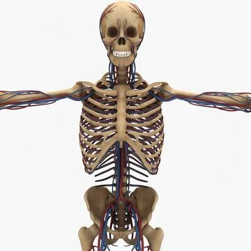 Human Circulatory & Skeleton System ~ 3D Model #91480374