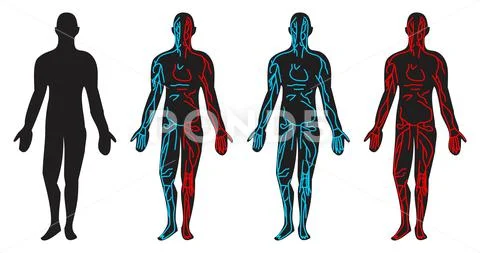 Human circulatory system anatomical position blood circulation ~ Clip ...