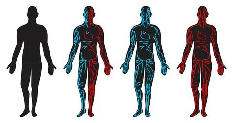 Human circulatory system anatomical position blood circulation Stock Illustration