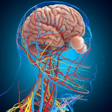 Human Circulatory system Anatomy With brain For medical concept 3D Illustrazione stock