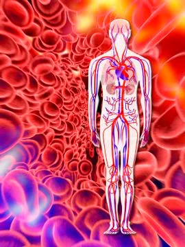 Human circulatory system, artwork Stock Illustration