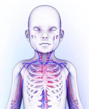 Human circulatory system, artwork Stock Illustration