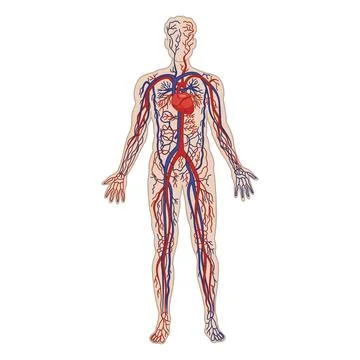 Human Circulatory System. The cardiovascular system. Vector Illustration of.. Stock Illustration