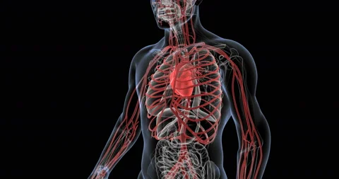 Human Circulatory System Stock-Footage 142517544