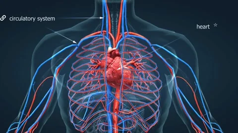 Human circulatory system Video stock 303078035