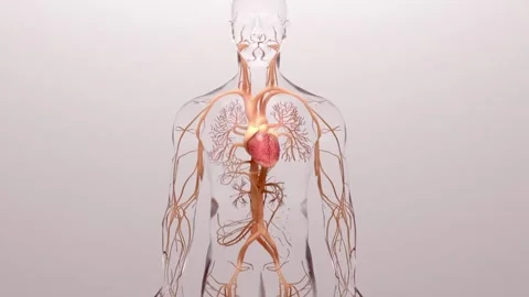 Human-Circulatory-System Stock Footage 317295281