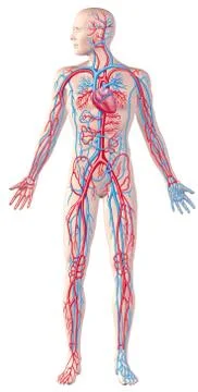 Human circulatory system, full figure, cutaway anatomy illustration, with cli Stock Illustration