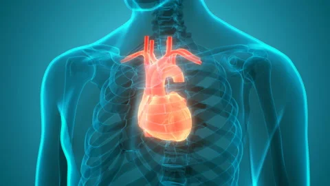 Human Circulatory System Heart Anatomy Animation Concept Vidéo 138183953