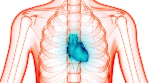 Human Circulatory System Heart Anatomy Animation Concept 库存影片 148309426